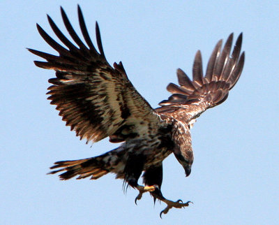 Young American Bald Eagle 