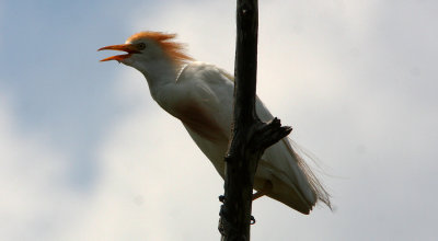 Cattle egret in courting season