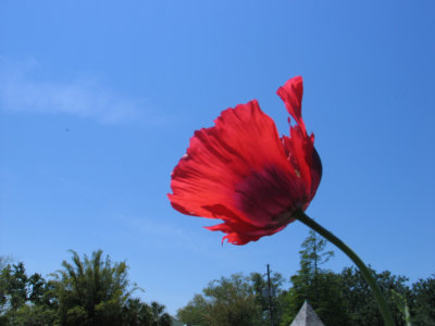 Lest We Forget---DDay June 6, 1944