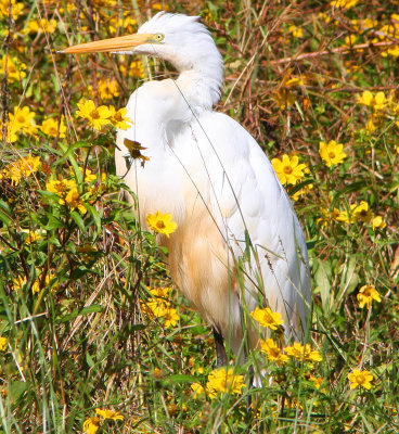 Autumn in a Louisiana Swamp with Great White Egret