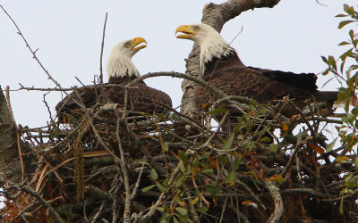 Eagle Serenade.