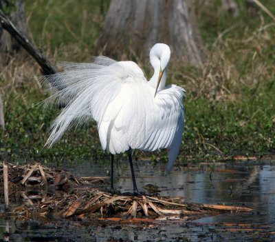 The Great White Egret in its Courting Feathers