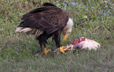 The American Bald Eagle with its catch