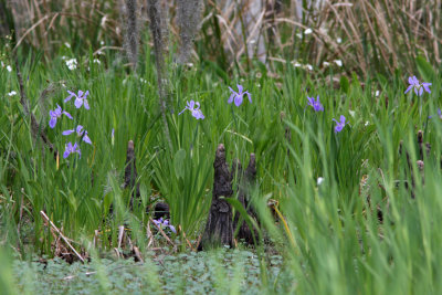 When it's Iris Time in the Louisiana swamps