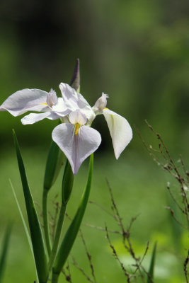 Louisiana Native Iris