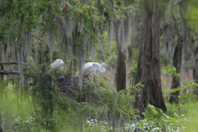 Southeast Louisiana Swamp in Springtime