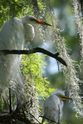 Great White Egret with Chick