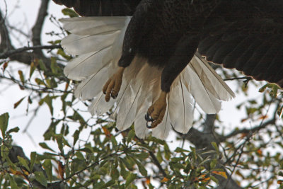Tail Feathers and Talons of the American Bald Eagle