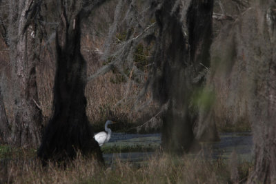 Great White Egret Deep in a Louisiana Swamp