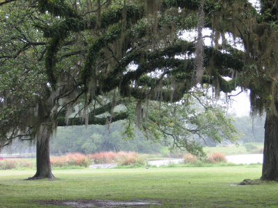 Live Oaks in the Mist