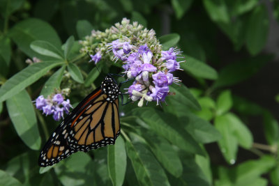 A Monarch's first day in the world