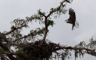 Bald Eagle Bringing in sticks to the nest. Have been following this pair for 15 years