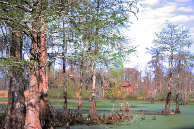 A Louisiana Swamp with Trapper's Cabin