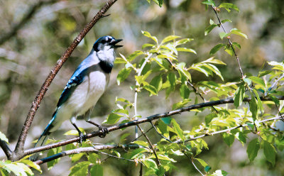 Blue Jay Song