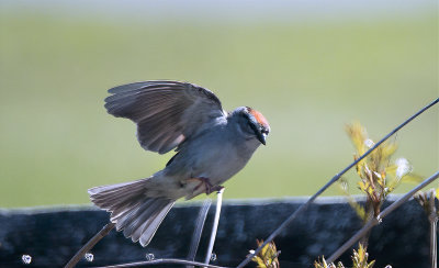 Sparrow Landing