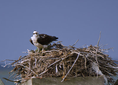 Young Osprey in Nest