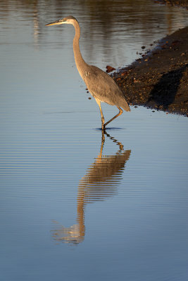Heron Reflection