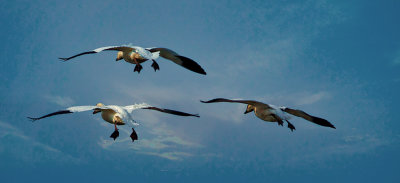 Snow Goose in Flight
