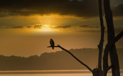 Osprey_sunrise.