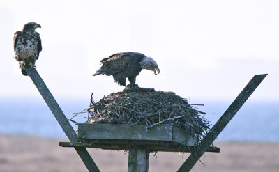 Eagle's In Osprey Nest