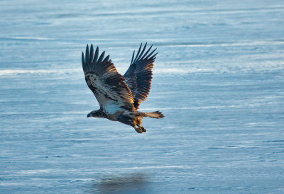 Eagle on Ice