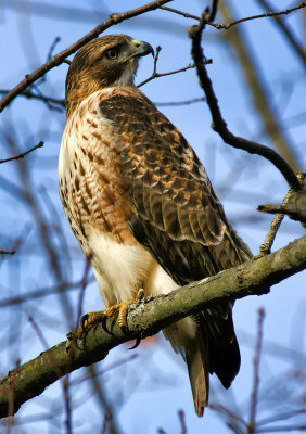 Red-tail Profile