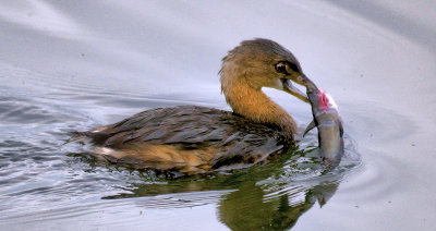 Grebe