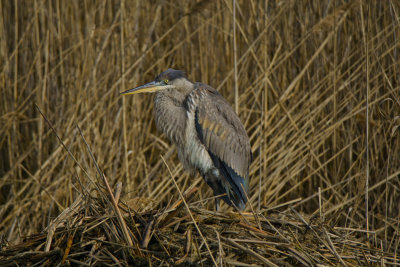 Heron