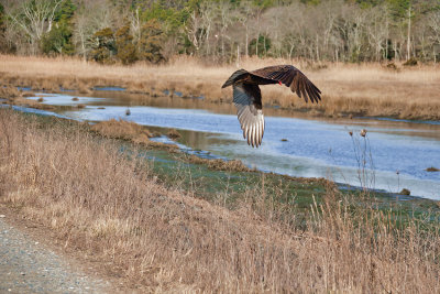 Turkey Vulture