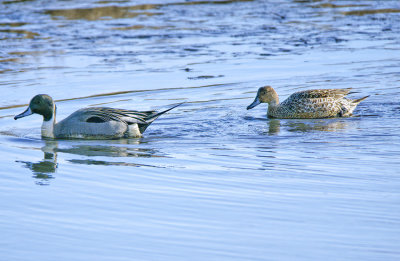 Male and female northern pintails.