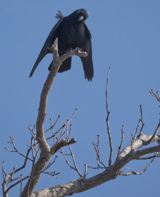 Crow Stare