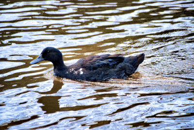 Juvenile Muscovy Duck