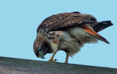 Red Tail-Backyard Visitor