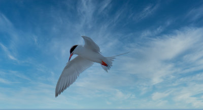 Tern