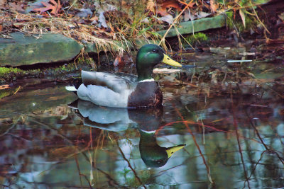 Mallard