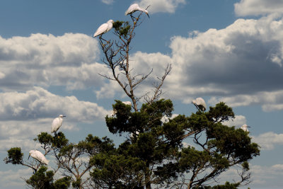 tree egrets