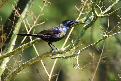 Grackle