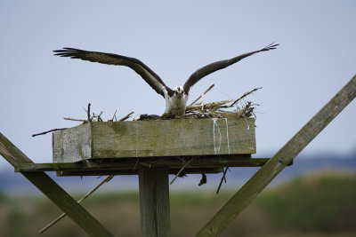 Nest building 4