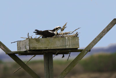 Nest Building 2.