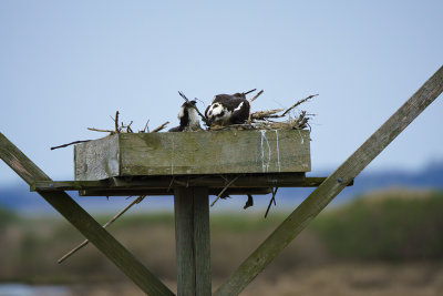 Nest Building