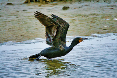 Cormorant