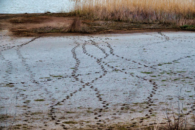 Tracks