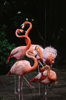 Flamingo's