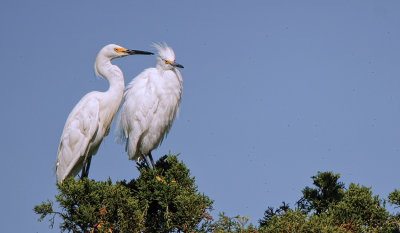 Two Egrets