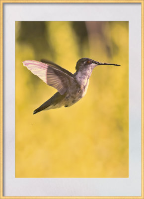Hummingbird frame.