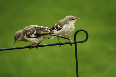 Juvenile Mockingbirds