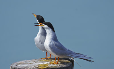 Two Terns