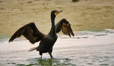 Cormorant Show Off