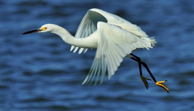 egret flight.