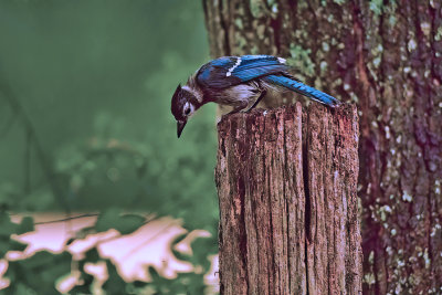Blue Jay looking down